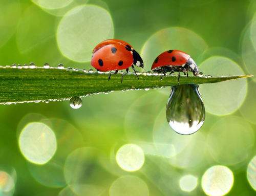 Нанотехнологии в слухопротезировании